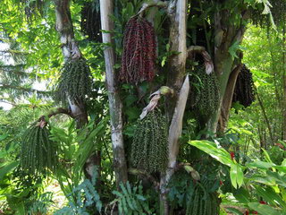 نخل کاریوتا